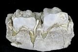 Hyracodon (Running Rhino) Jaw Section - South Dakota #21129-1